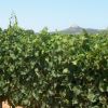 Bodegas Meler 5 Bodegas Meler 5