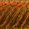 Bodegas_de_la_Carrodilla_5