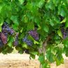 Bodegas_de_la_Carrodilla_3