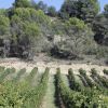 Ribera_del_Vero_2