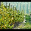 Va_Verde_del_Vino_2