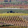Ruta De Los Viñedos 7 Ruta De Los Viñedos 7