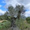 Ruta Senderos De Azlor 6