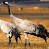 Grulla Grulla