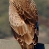 Aguila Culebrera Aguila Culebrera