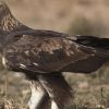 Aguila Real Aguila Real
