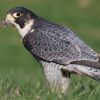Halcon Peregrino Halcon Peregrino