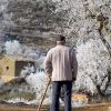 Alquezar. El Almendreral Del Cura Alquezar. El Almendreral Del Cura