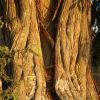 Enebro Algarrofales  4  Enebro Algarrofales  4