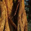 Enebro Algarrofales  5  Enebro Algarrofales  5