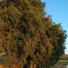 Enebro Algarrofales  3  Enebro Algarrofales  3