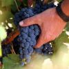 Uvas Y Viñedos5 Uvas Y Viñedos5