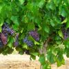 Uvas Y Viñedos2 Uvas Y Viñedos2