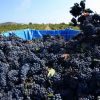 Uvas Y Viñedos4 Uvas Y Viñedos4