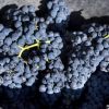 Uvas Y Viñedos8 Uvas Y Viñedos8