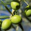 Olivos  2 Olivos  2