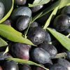 Olivos  3 Olivos  3
