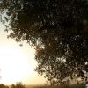 Olivos Olivos