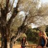 Olivos  5 Olivos  5