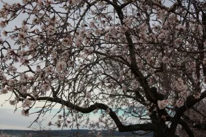 Priest´s Almond Grove. Alquézar