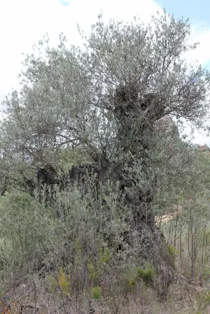 Olivera del Monte del Barón. Azlor