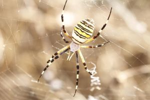 Yesos del Oligoceno / Anticlinal de Barbastro. Barbastro