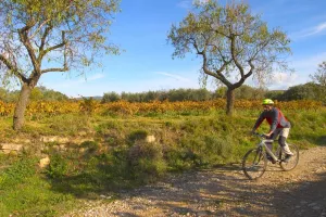 Vineyards route