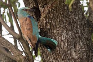 Ruta Muela de Terreu