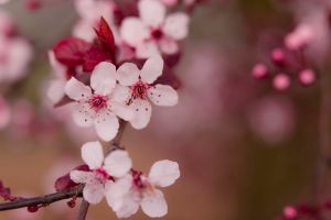 Lente
