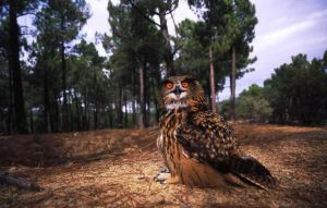 Ruta Sotos del río Cinca. Castejón del Puente