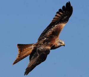 Ruta Monte del Viñero. Naval