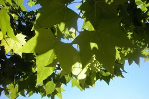Puente de las Pilas Plane tree. El Grado