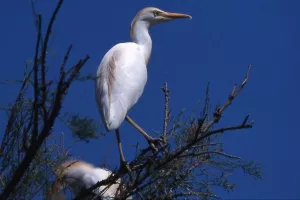 Vögel am Ufer
