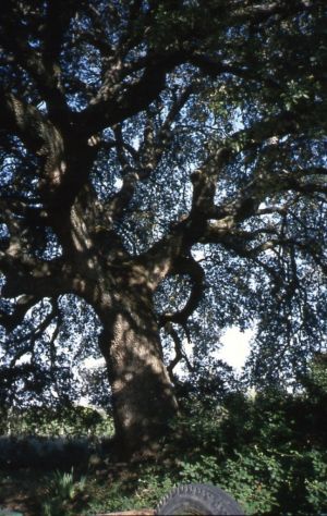Holm oak, Radiquero. Radiquero