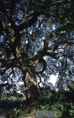 Cazcarra Holm oak. Radiquero