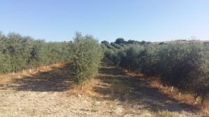 OLEVM Torres Fajarnés