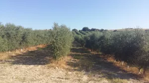 OLEVM Torres Fajarnés