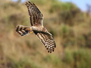 Vögel am Ufer