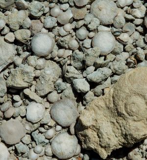 The Dineretes Of Sevil, Paleontological Site. Adahuesca