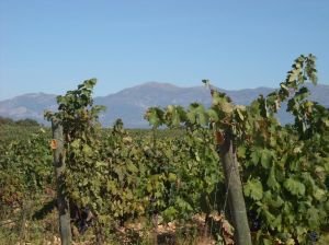 Bodega Idrias