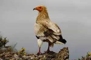 Ruta Peña Falconera. Morrano
