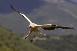 Cañones Fluviales en el Barranco de la Virgen. Rodellar