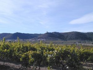 Ruta de los Viñedos. Salas Altas