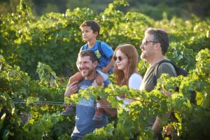 From vineyard to vineyard