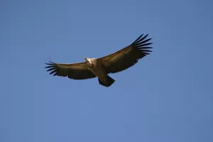 Vögel inmitten der Felsen