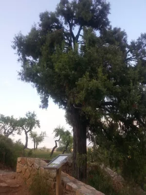 Enebro de Alquézar