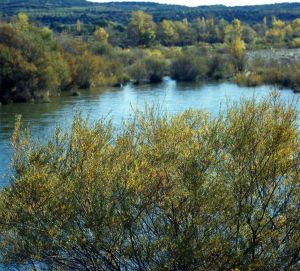 LIC Rivières Cinca et Alcanadre