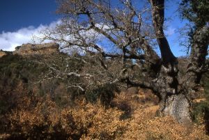Quejigo de la Paridera de Oliván. Peduel