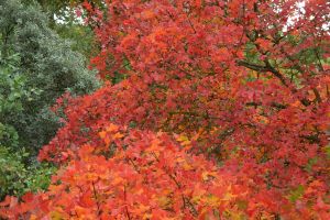Herfst