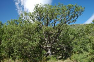Quejigo de Fuendueñas. Las Almunias de Rodellar